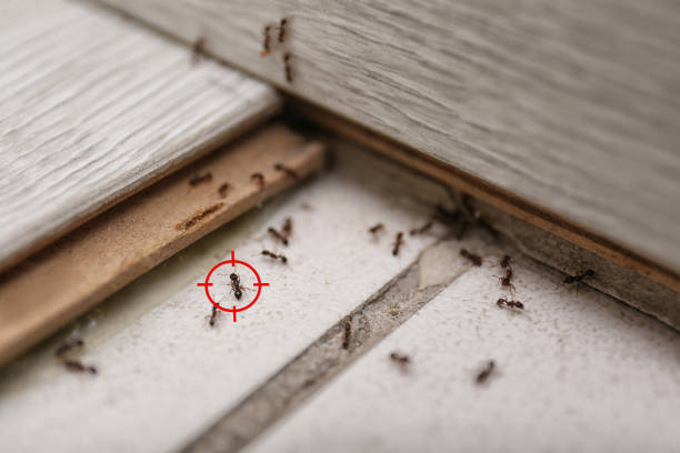 Best Wildlife Control Services  in Eagle, ID